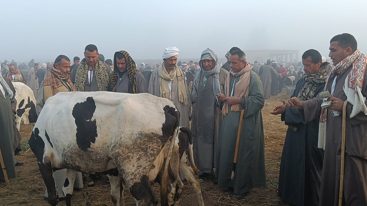 اسعار البقر الوالد والعشر ولبن ( سوق سيدى سالم)٢٠٢٥/٣/٨