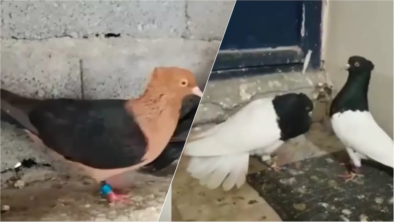 Best archangel pigeons and Fancy pigeons