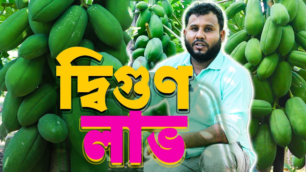 খুব সহজে পেঁপে চাষ- বছরে আয় ৮ লাখ টাকা | পেঁপে চাষ পদ্ধতি | Papaya Farming Profit - safollo kotha