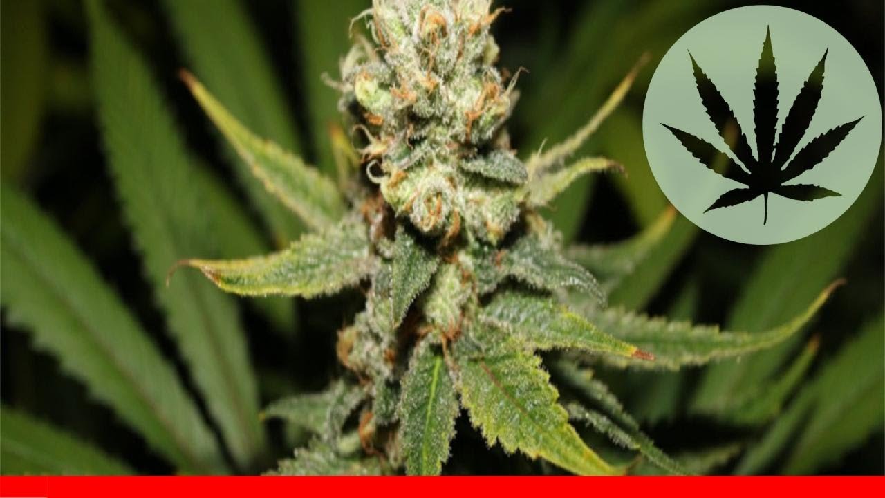 Purple Haze - All About This Strain