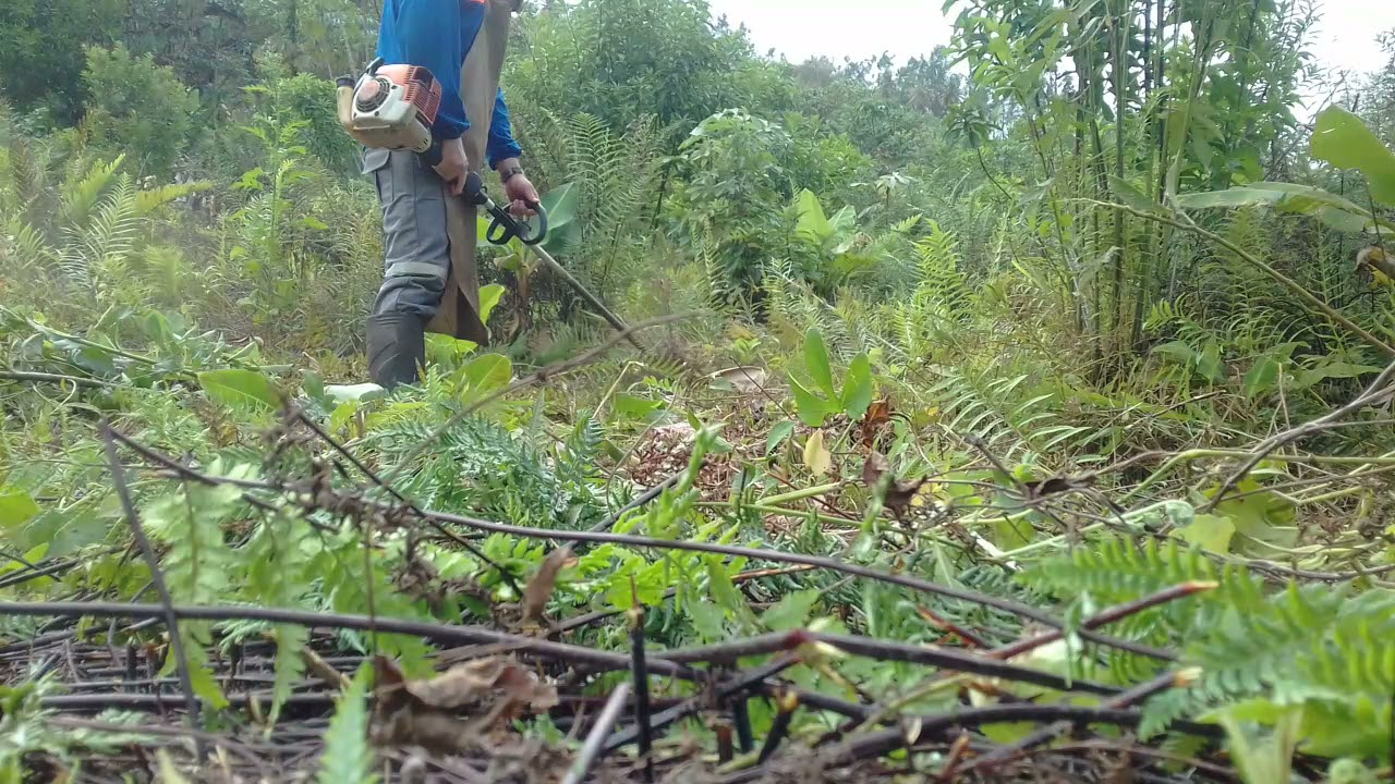 roçando vegetação densa#rocadeira #sitio