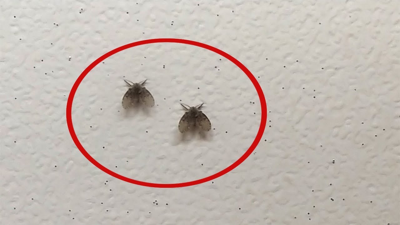 화장실에 꼭 있는 이 벌레, 도대체 정체가 뭘까?
