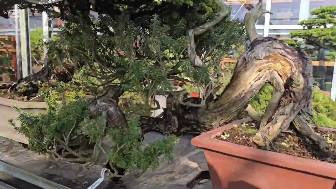 Bonsai Plaza 2026