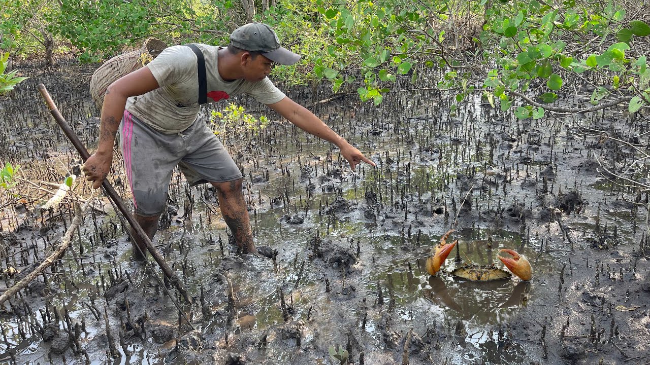 Low Tide Jackpot! Catching Huge Mud Crabs Hidden in the Swamp