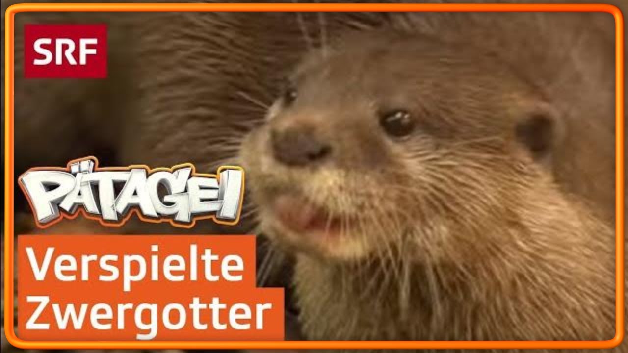Zwergotter sind die kleinsten Otter der Welt | P&auml;tagei | SRF Kids &ndash; Kindervideos
