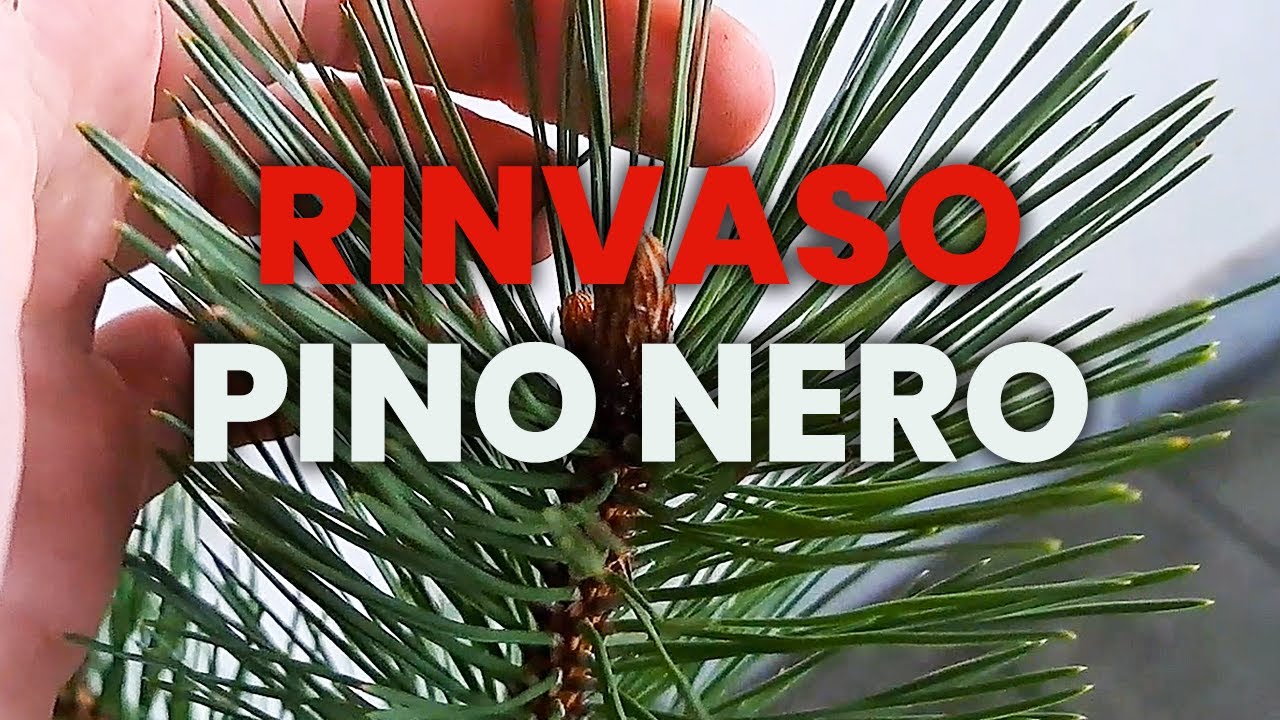 RINVASO il mio PINO NERO a RADICE NUDA
