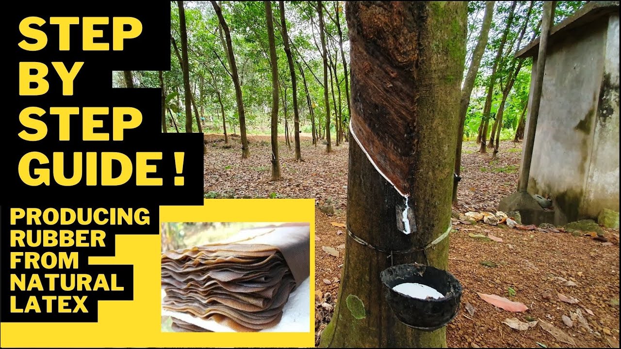 Rubber Sheet Making for Rubber Plantations: Step-by-Step Guide