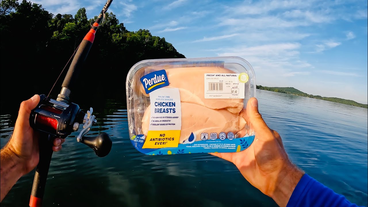 Simple & Easy Way to Catch Tons of Catfish with Chicken for Bait
