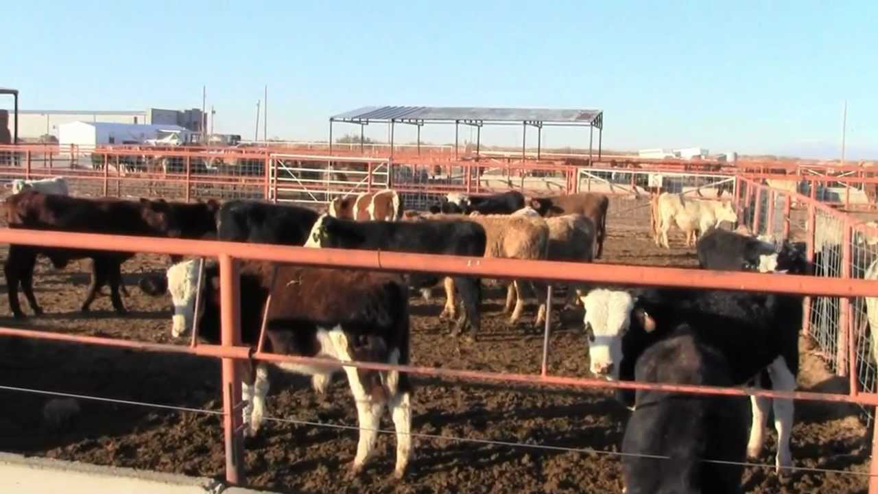 Importing Mexican Cattle - Full Episode
