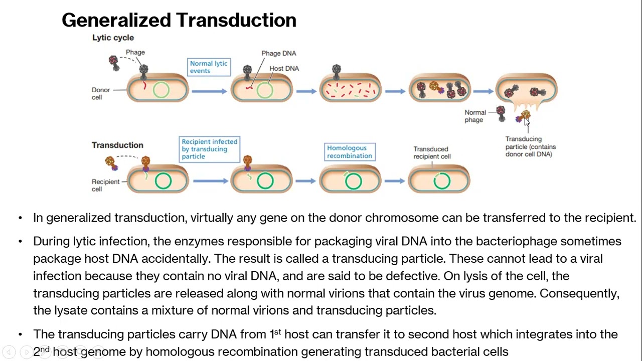 Transduction: A Powerful Gene Transfer Method