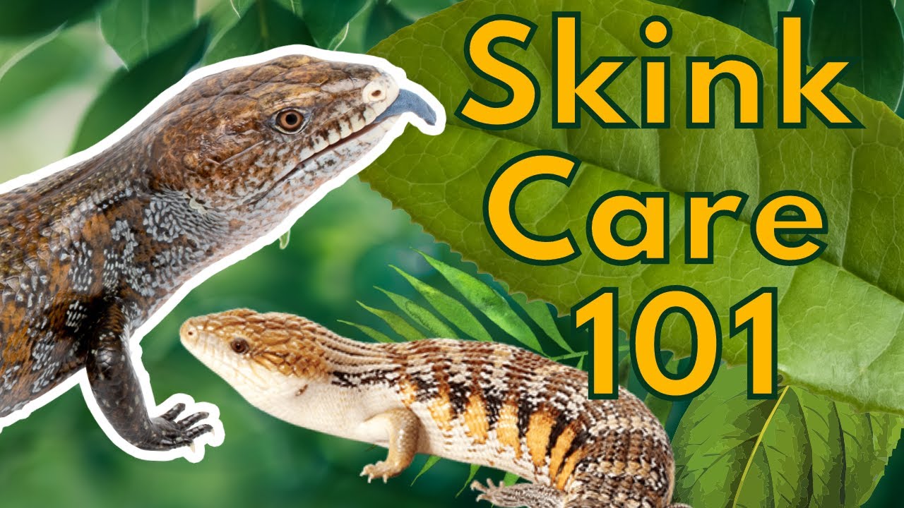 The ULTIMATE Blue Tongue Skink Care Guide | good reptiles for beginners?