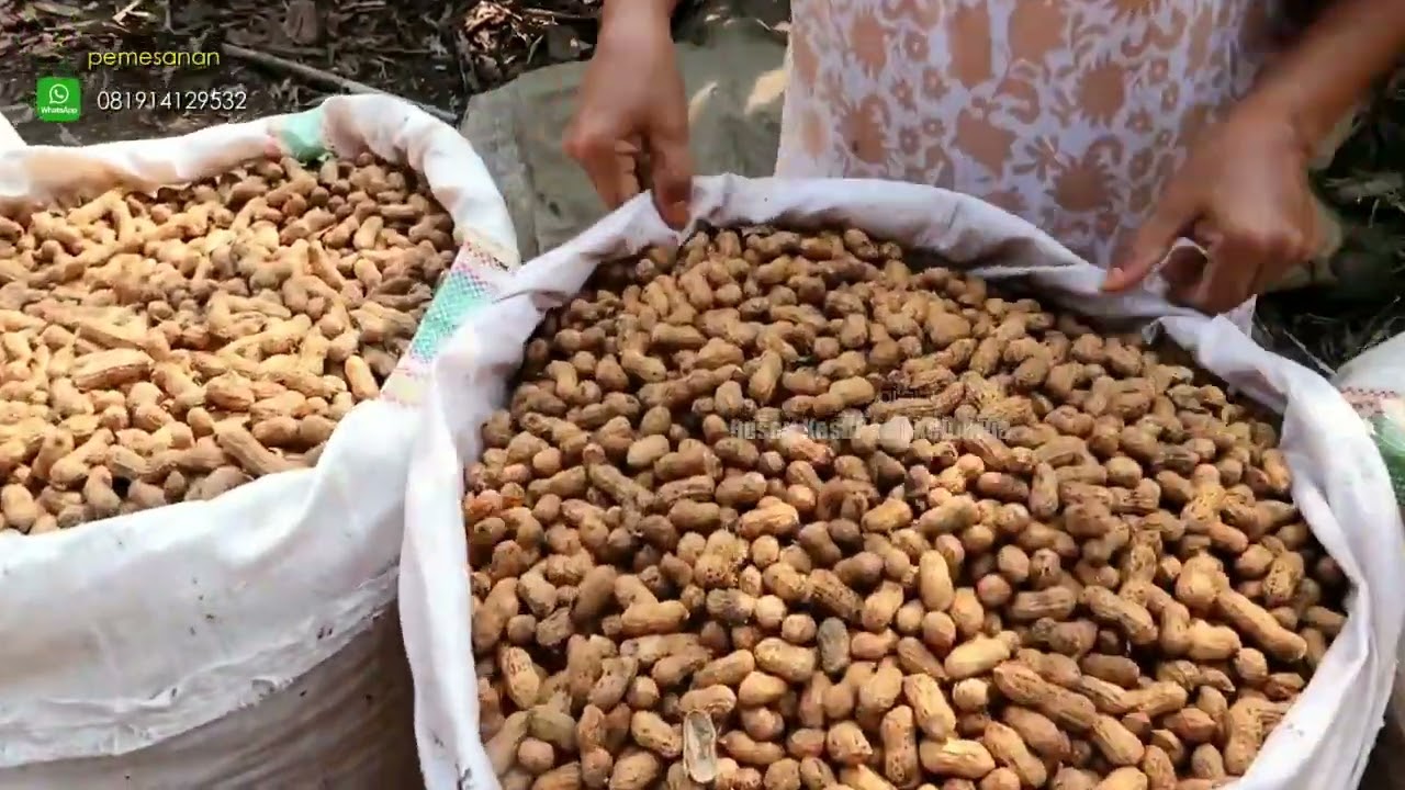 Full Proses Kacang Goreng Kletik 2025