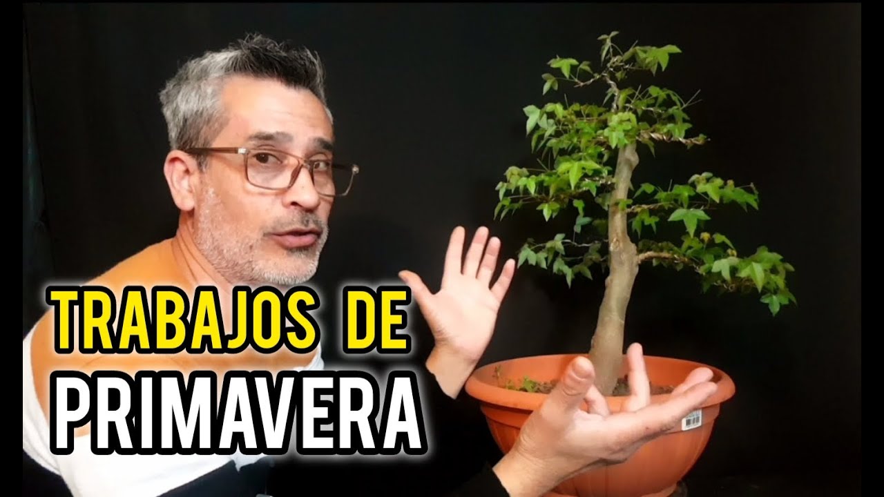⚠ COMO HACER UN  BONSAI ACER BUERGERIANUM  ⚠ TRABAJDPRIMAVERA!!!! PINZADO