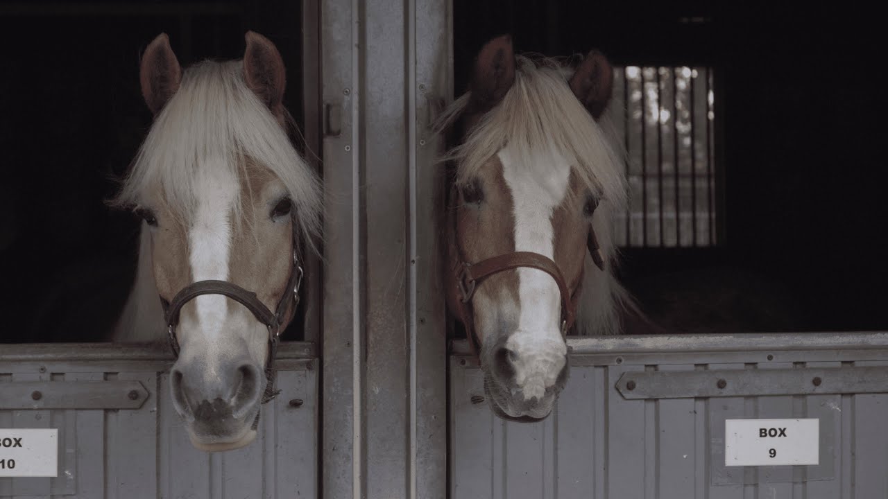 Haflinger Gestüt Laher Wiesen - Die Geschichte eines Züchters