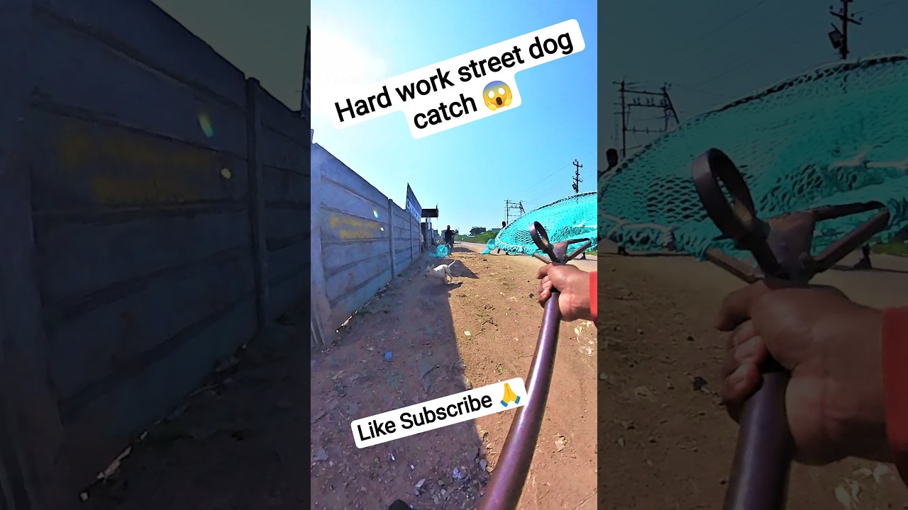 Raheman Boys Double Dog Catch Trailer 