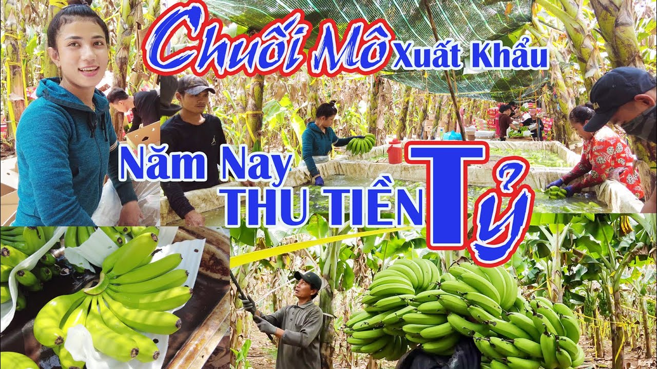 Trồng CHUỐI MÔ THU TIỀN TỶ ĐƯỢC MÙA GIÁ | TOÀN CẢNH Thu Hoạch ĐÓNG THÙNG CHUỐI MÔ XUẤT KHẨU | Đ.NAI.