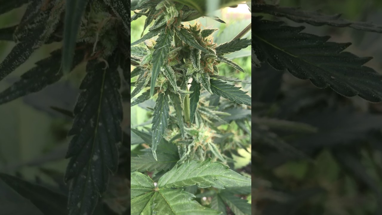Dutch Passion, Night Queen, Autoflowers, Frosty nugs