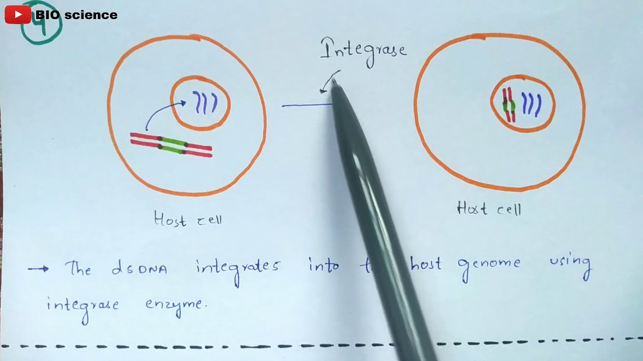 Retrovirus mediated Gene transfer | RMGT | procedure | Bio science