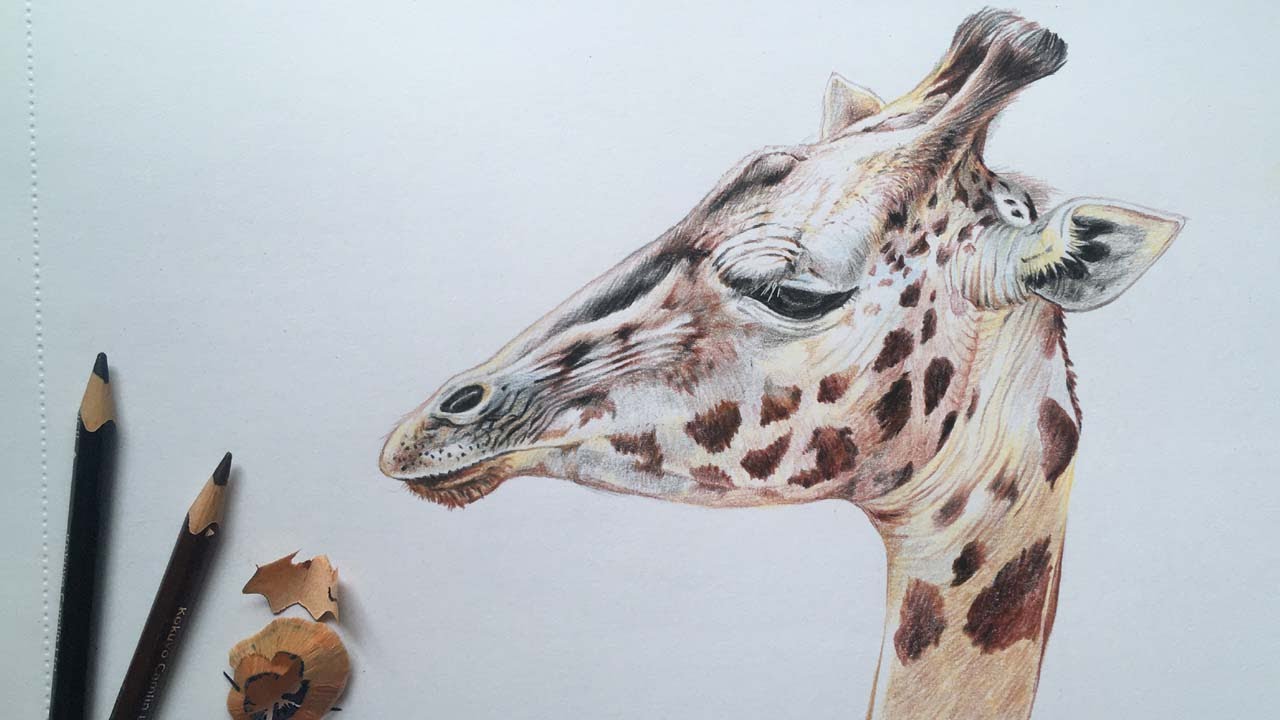 Giraffe Face Drawing in Color Pencils | Animal Drawing | Color Pencil Drawing