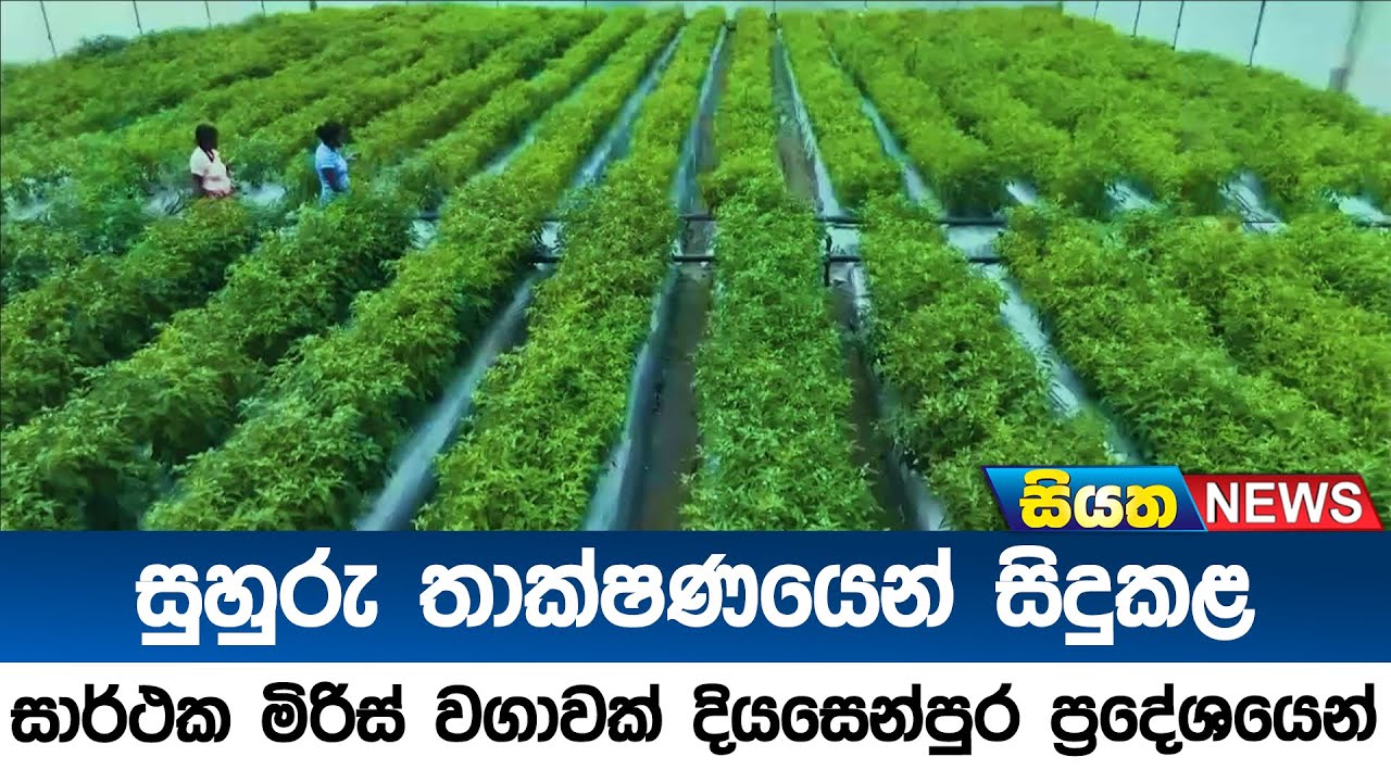 සුහුරු තාක්ෂණයෙන් සිදුකළ සාර්ථක මිරිස් වගාවක් දියසෙන්පුර ප්‍රදේශයෙන් | Siyatha News