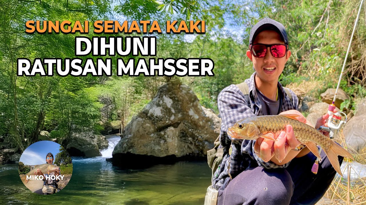 Micro Casting Mahseer Aliran Sungai Semata Kaki Pegunungan Sumbing Temanggung Mancing Fajar Arief