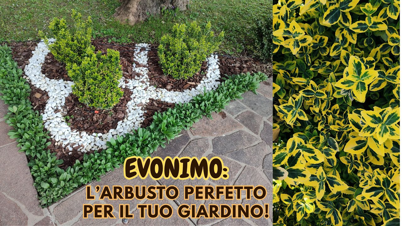 Aiuole e bordure PERFETTE con L'EVONIMO! - W&A Gardens: orto e giardino