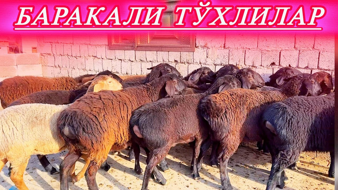 СУРХОНДАРЁ ТОЗА ҚОНЛИ ТЎХЛИЛАРИ 