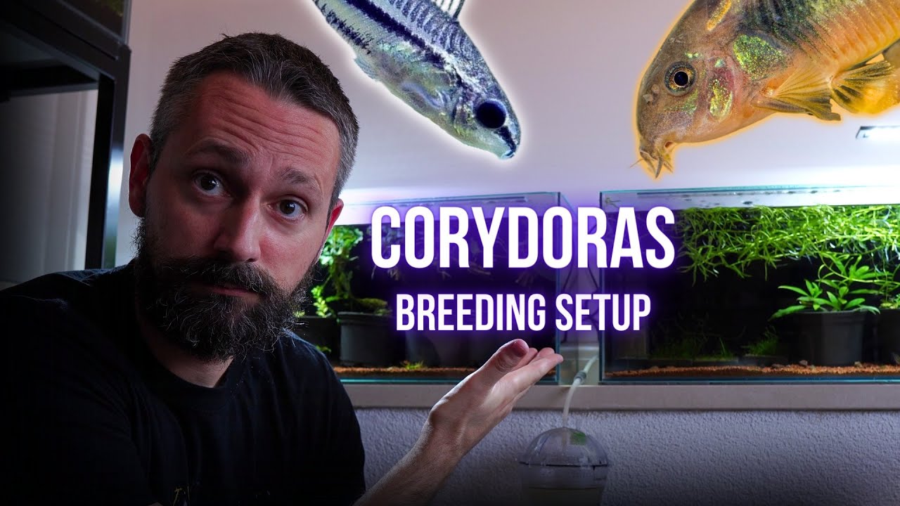 I made BREEDING SETUP for PYGMY CORYDORAS and GOLD LASER CORYDORAS | BREEDING FOR PROFIT