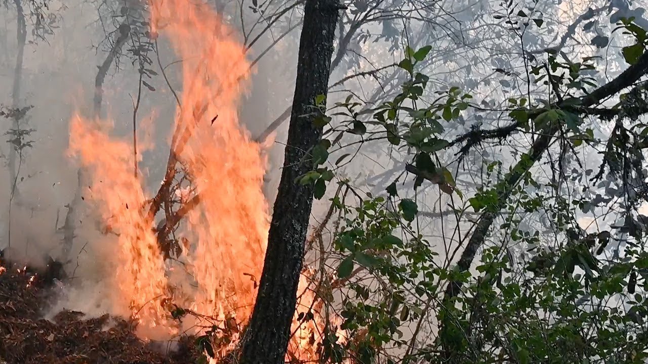 Firefighting To Save Mexico’s Cloud Forests From Climate Change | BBC Earth Witness | BBC Studios