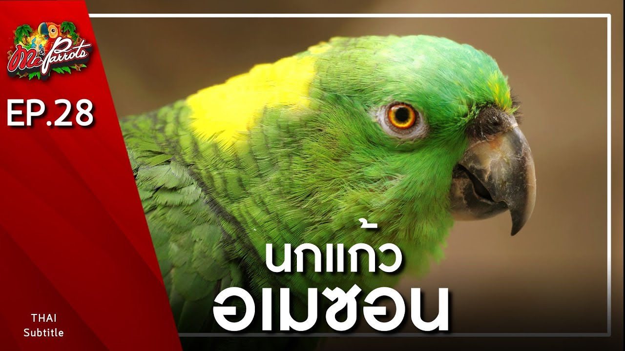 EP28.นกแก้ว อเมซอน