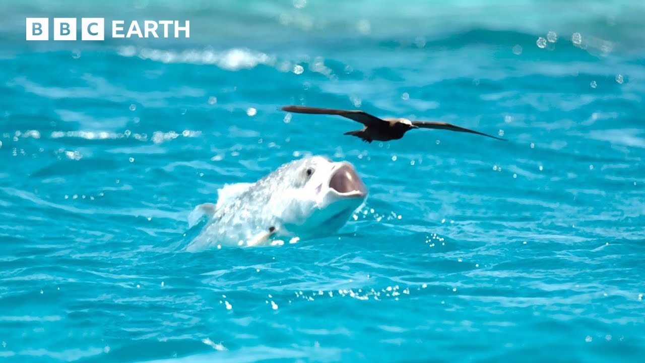Animals Battling for Survival Narrated by David Attenborough | BBC Earth
