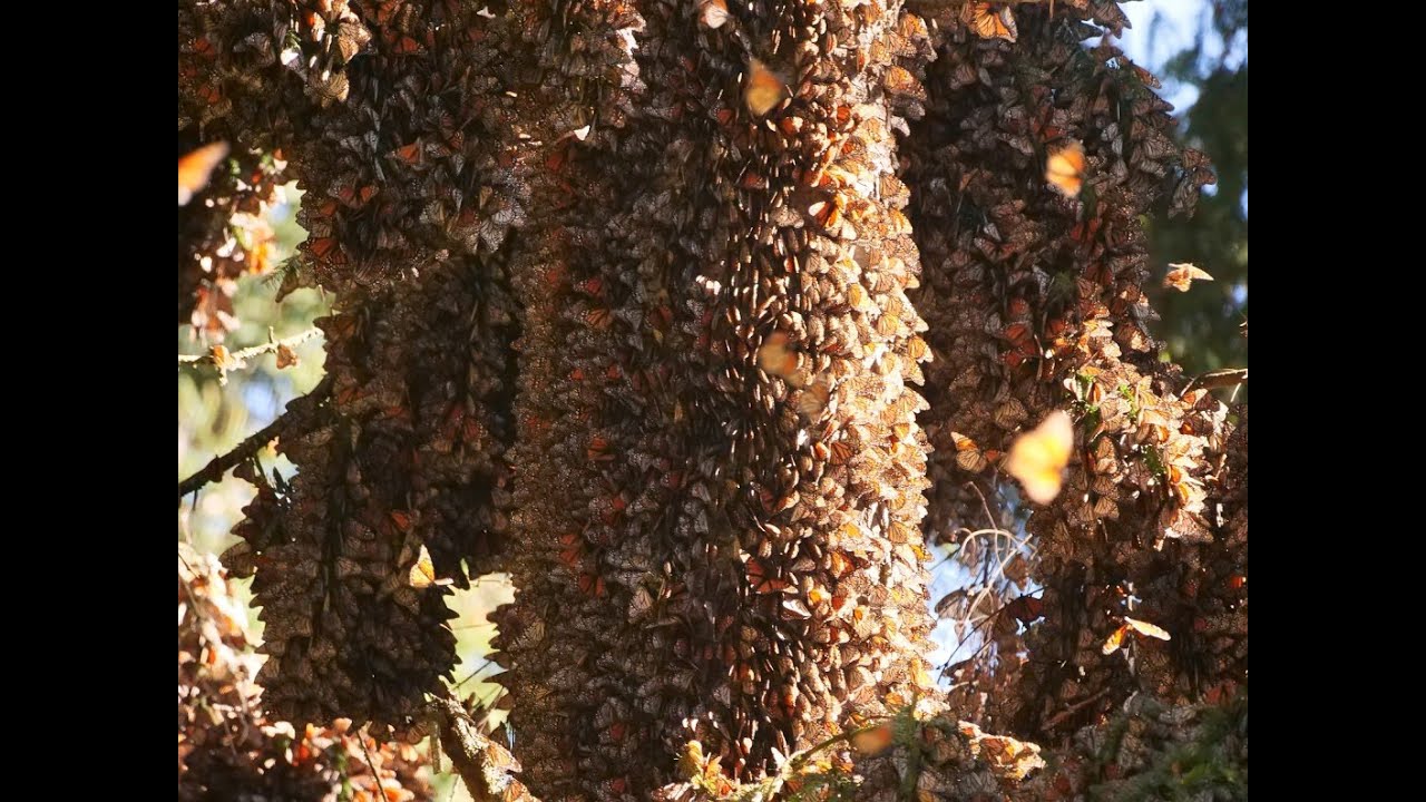 225 Million Monarch Butterflies