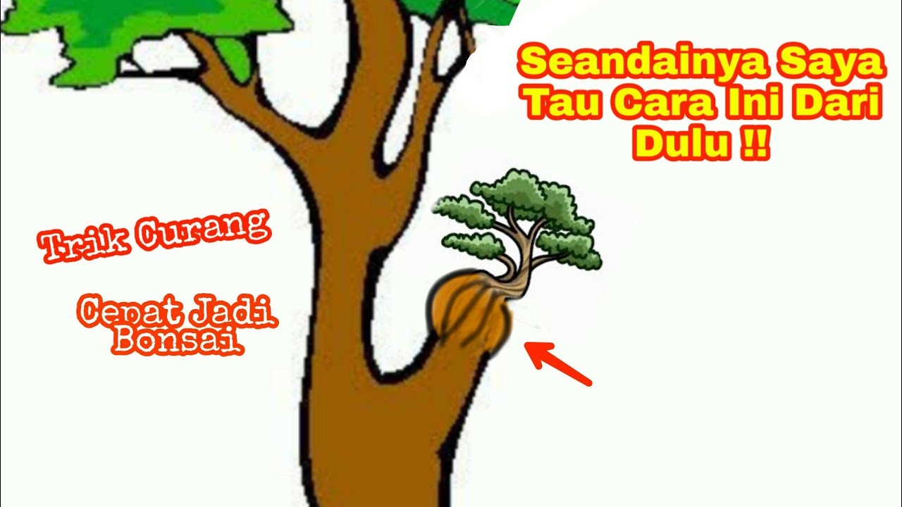 Kok Bisa !!! Membuat Pohon Di Atas Pohon !!! Bonsai Trees For Beginner
