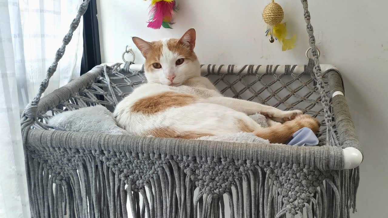 Como hacer hamaca en macramé para gato | DIY   ●  How to make a macrame cat hammock! English Subs