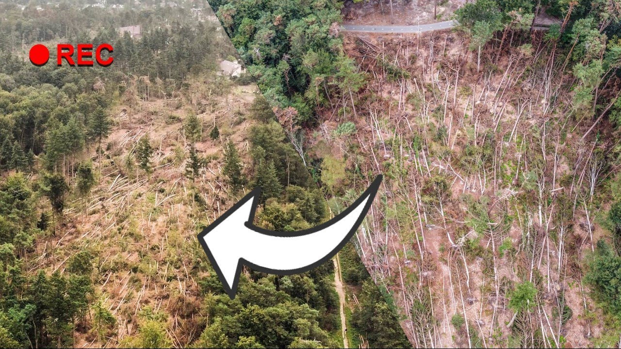 Door dit bos in Leersum trok in juni '21 een  valwind / tornado...  | Hoe is de situatie nu?
