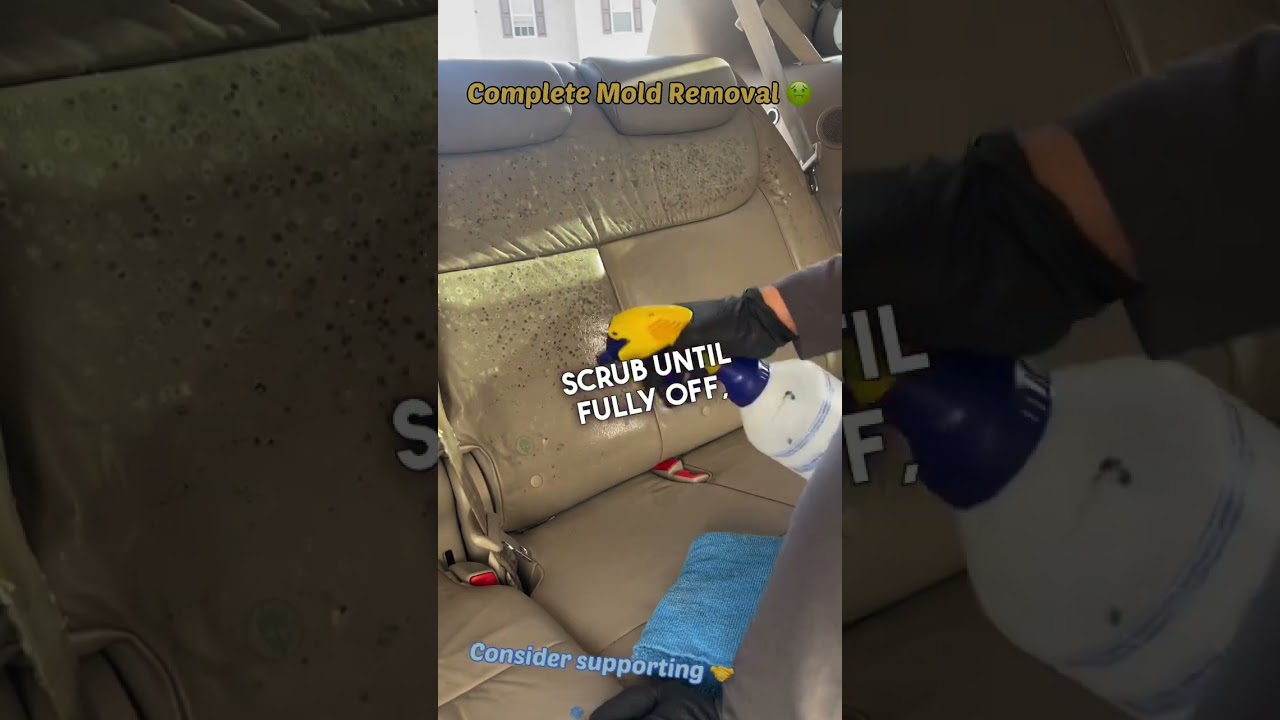 Step by Step Complete Mold Removal 🤢