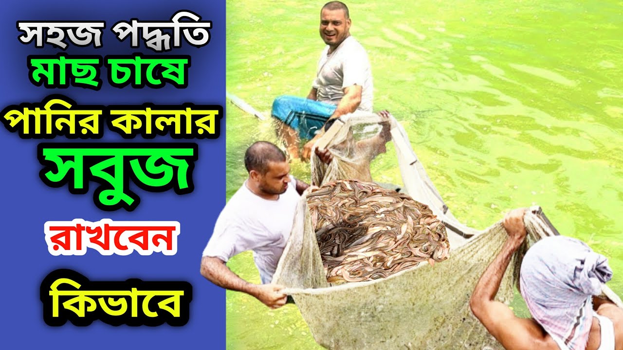 বাংলাদেশে আল্প খরচে সহজ পদ্ধতি মাছ চাষ | Bangladesh is a simple method of fish farming at low cost |