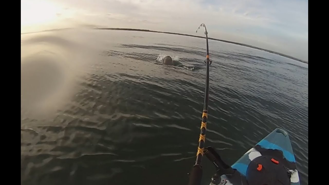 Botany Bay Fishing -Bull Shark encounter