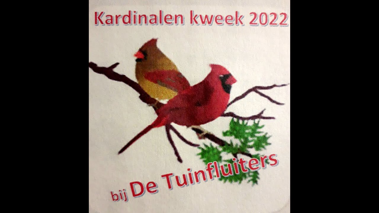 Kardinalen kweek: deel 1, broedseizoen van de Rode Kardinalen bij 
