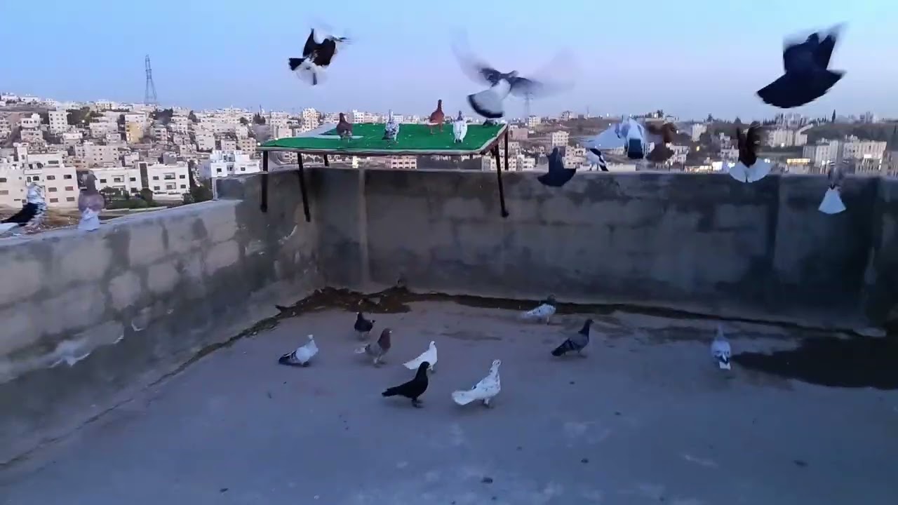 كشينا  كل الحمام الجديدة هل ضيعنا إشي   منهم😱💥