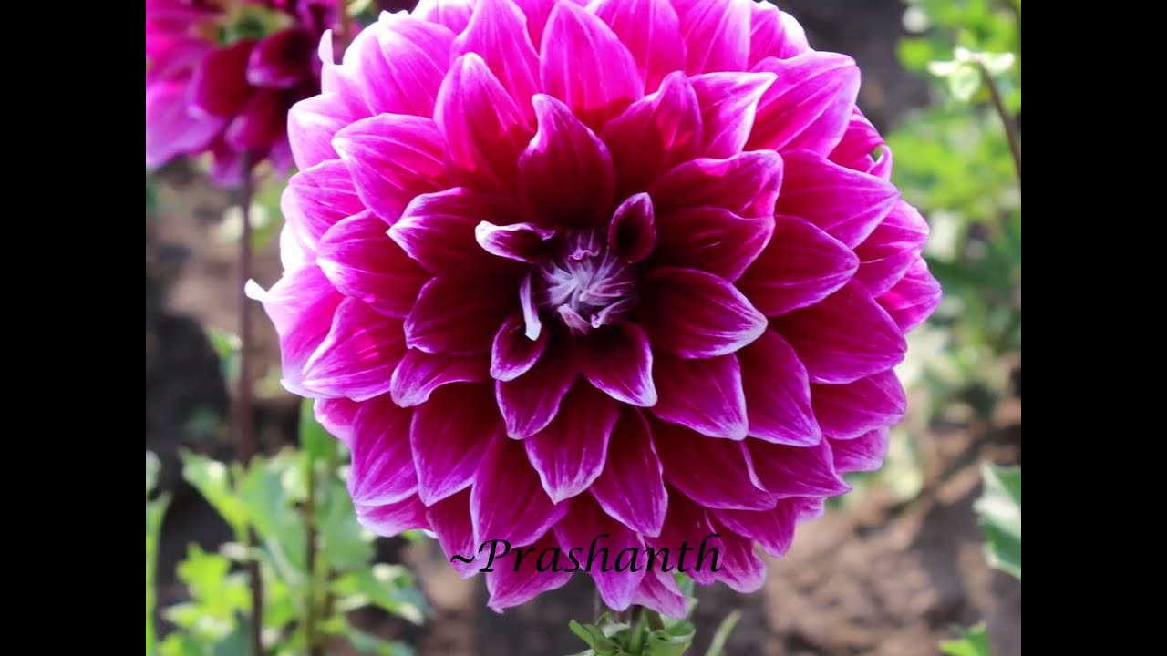 Swan Island Dahlias, Canby, Oregon -2