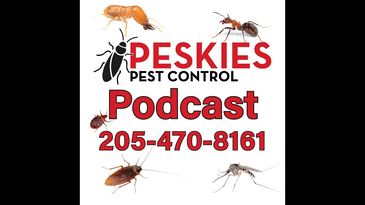 Chancie Rogers Realtor of Birmingham Alabama Local Business Spotlight