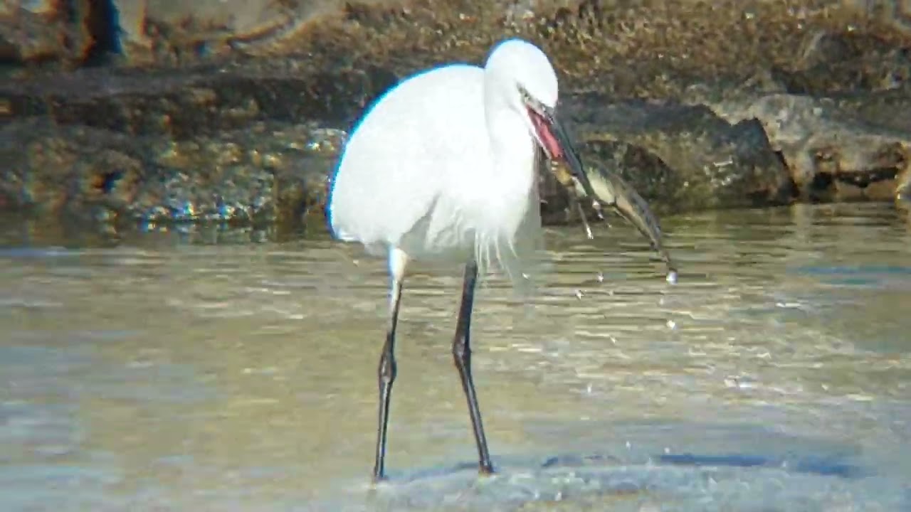 Цапля ест рыбу.Egret eat fish. ציפור לבנה. #цапля #egret #lunchtime