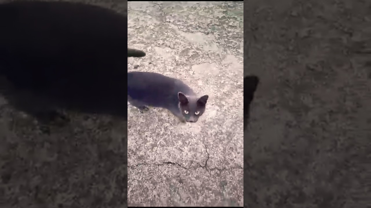Sweet street cat🐾🩶 #youtube #youtuber #shorts #cat #catlover #love #youtubechannel #shortvideo #кот