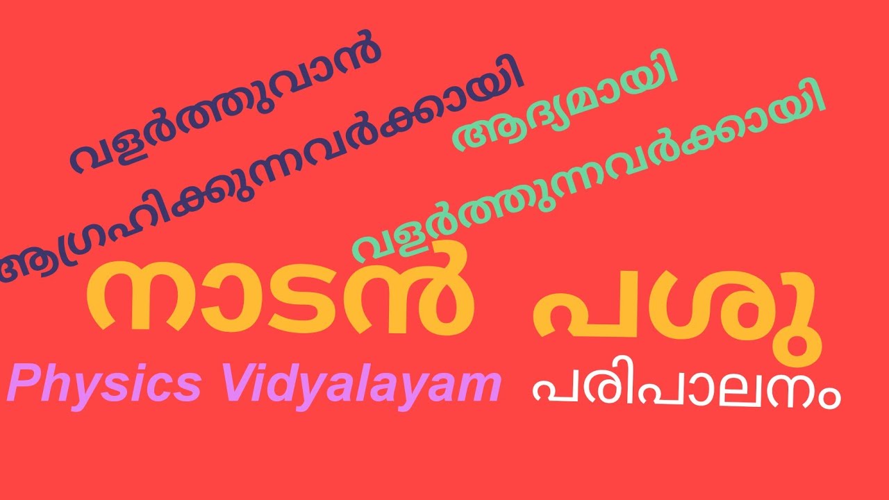 നാടൻ പശുവിനെ വളർത്താൻ ആഗ്രഹിക്കുന്നവർക്കായി | നാടൻ പശുവിനെ ആദ്യമായി വാങ്ങിയവർക്കായി |