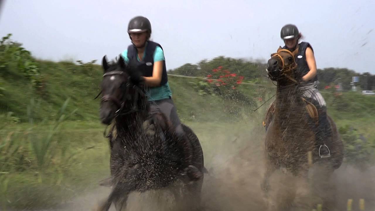 manege gasselte LQ