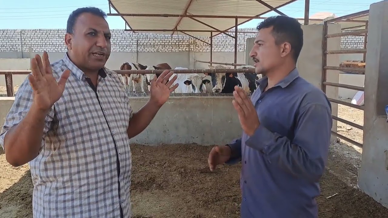معدل التحويل اليوم فى العجول المستورده برازيلي و كولومبي