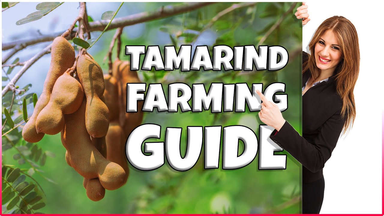 Tamarind Farming | How to Grow Tamarind Tree at Home | Comprehensive Tamarind Cultivation Guide