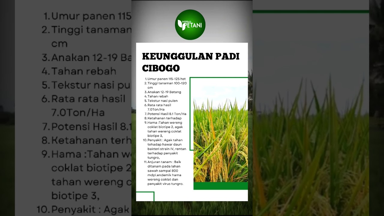 KEUNGGULAN PADI CIBOGO #shortvideo