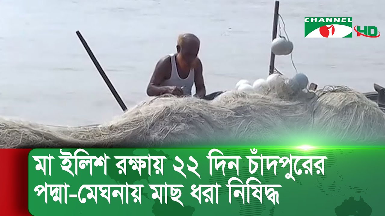 মা ইলিশ রক্ষায় ২২ দিন চাঁদপুরের পদ্মা-মেঘনায় মাছ ধরা নিষিদ্ধ